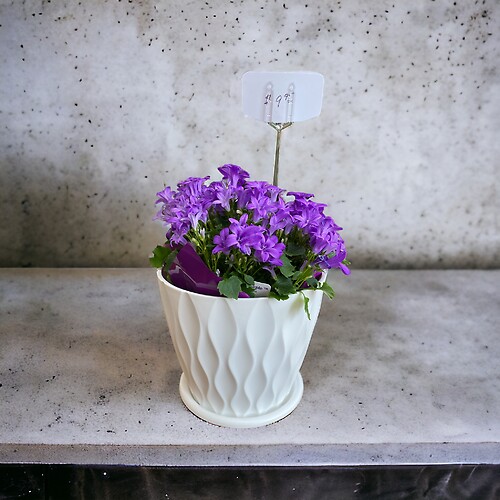 Campanula plant