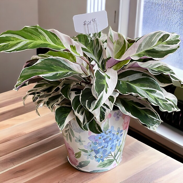 Prayer Plant